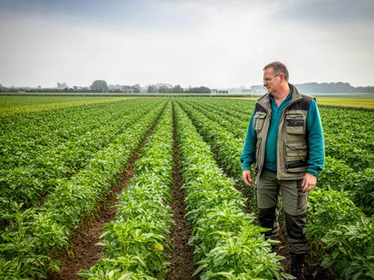 Agrarisch adviseur tussen groene gewasrijen op een akker in Noord-Brabant